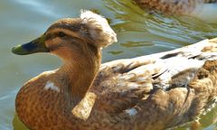 Annette Schawan, die Königin der Enten