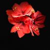Annett_P