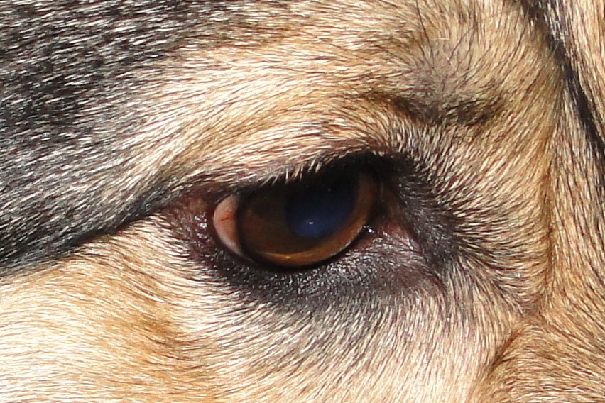 Annie`s Eye