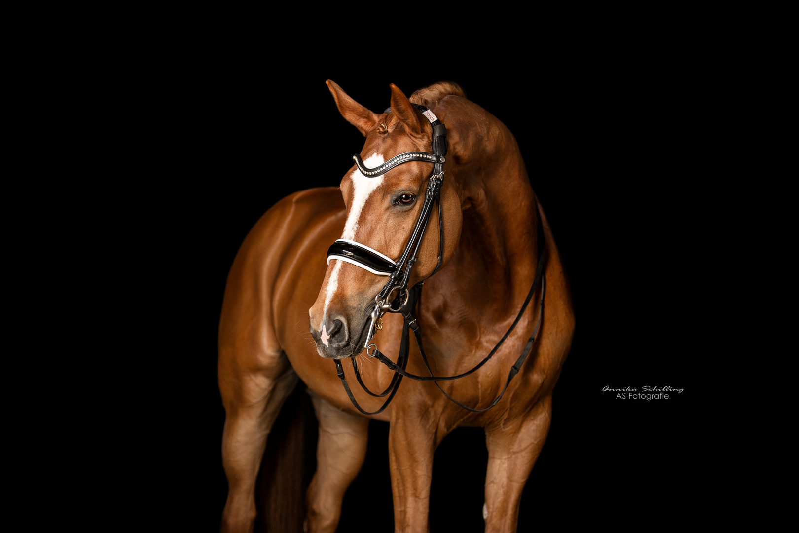 Annika Schilling Fotografie Pferd im mobilen Fotostudio vor schwarzem Hintergrund
