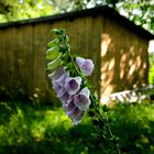 Annis Flower