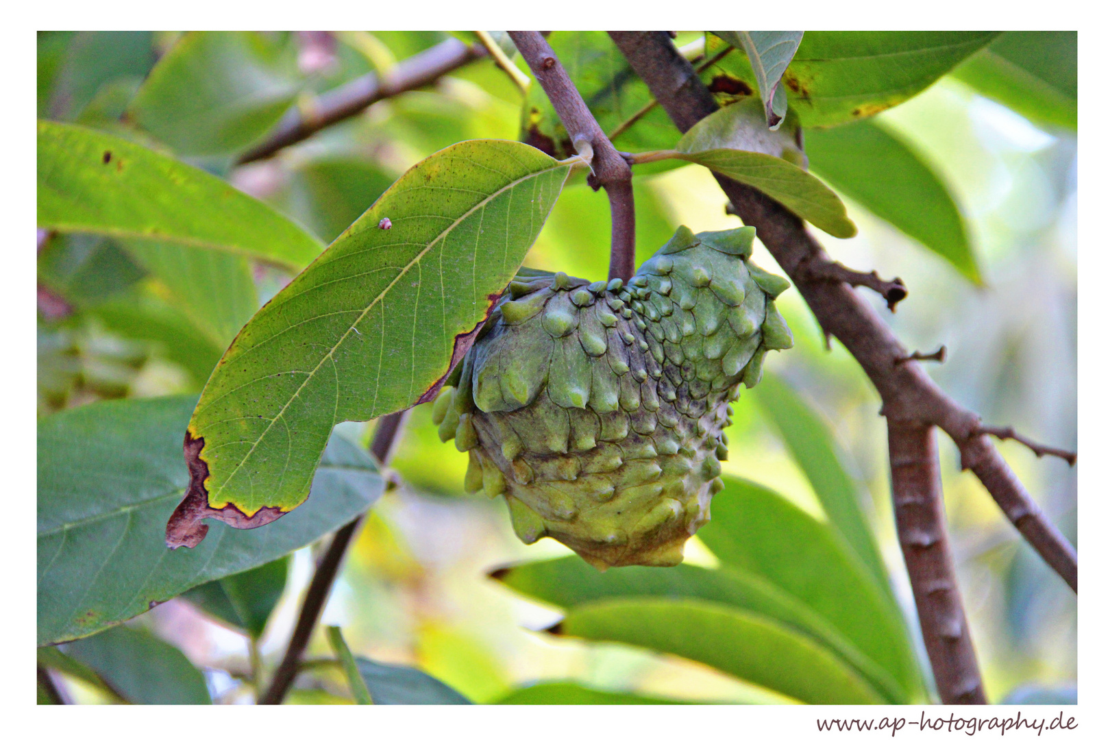 Annona Fruit
