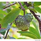Annona Fruit