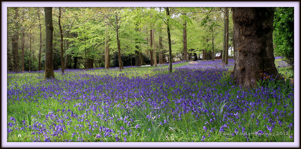 Anntony Bluebells