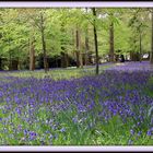 Anntony Bluebells