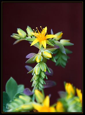 Annuncio di primavera