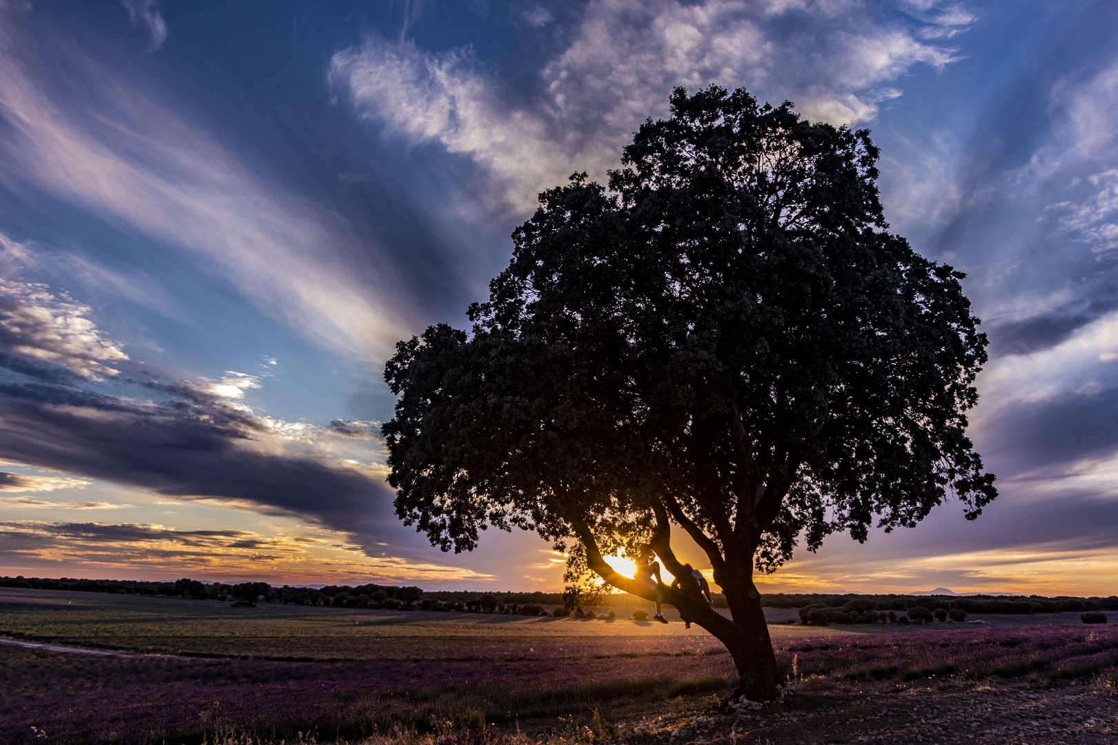 Anochecer entre lavanda