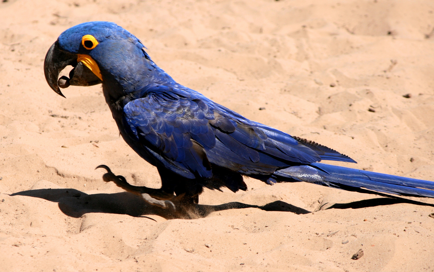 Anodorhynchus hyacinthinus - Pantanal Brasilien