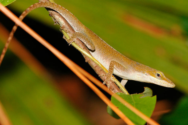 Anole Chamäleon