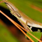 Anole Chamäleon