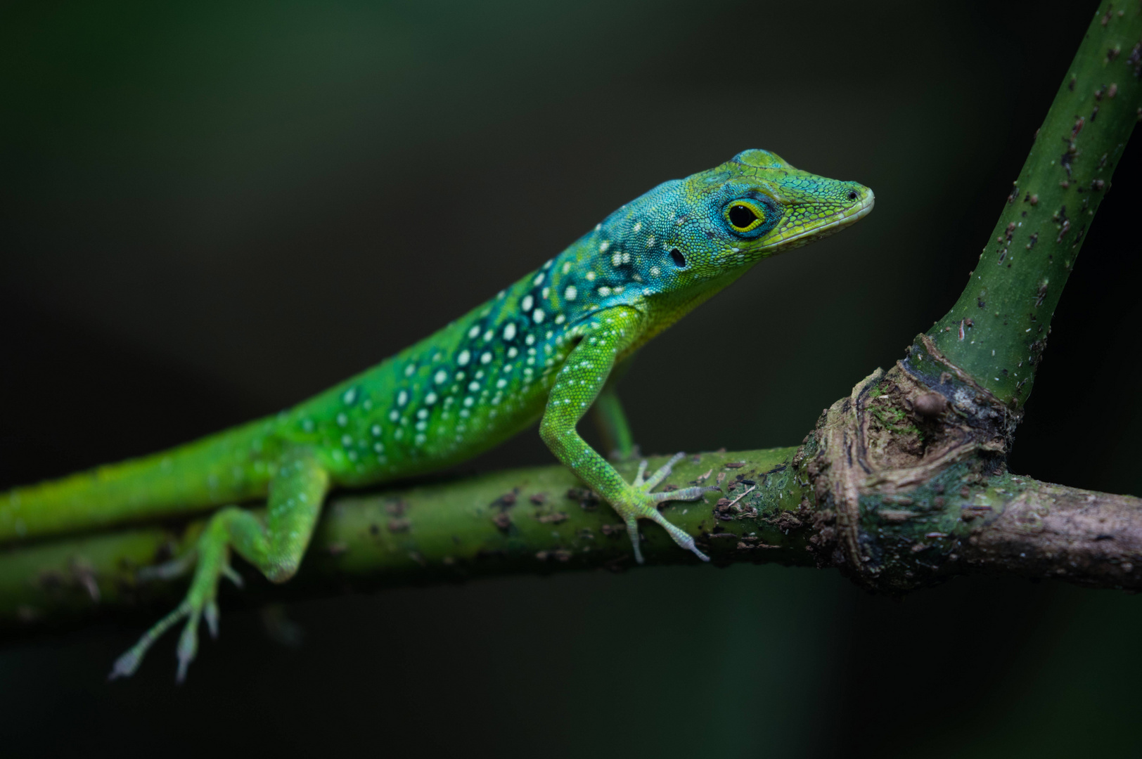 Anoli auf Martinique (Karibik)