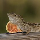 Anoli Lizzard