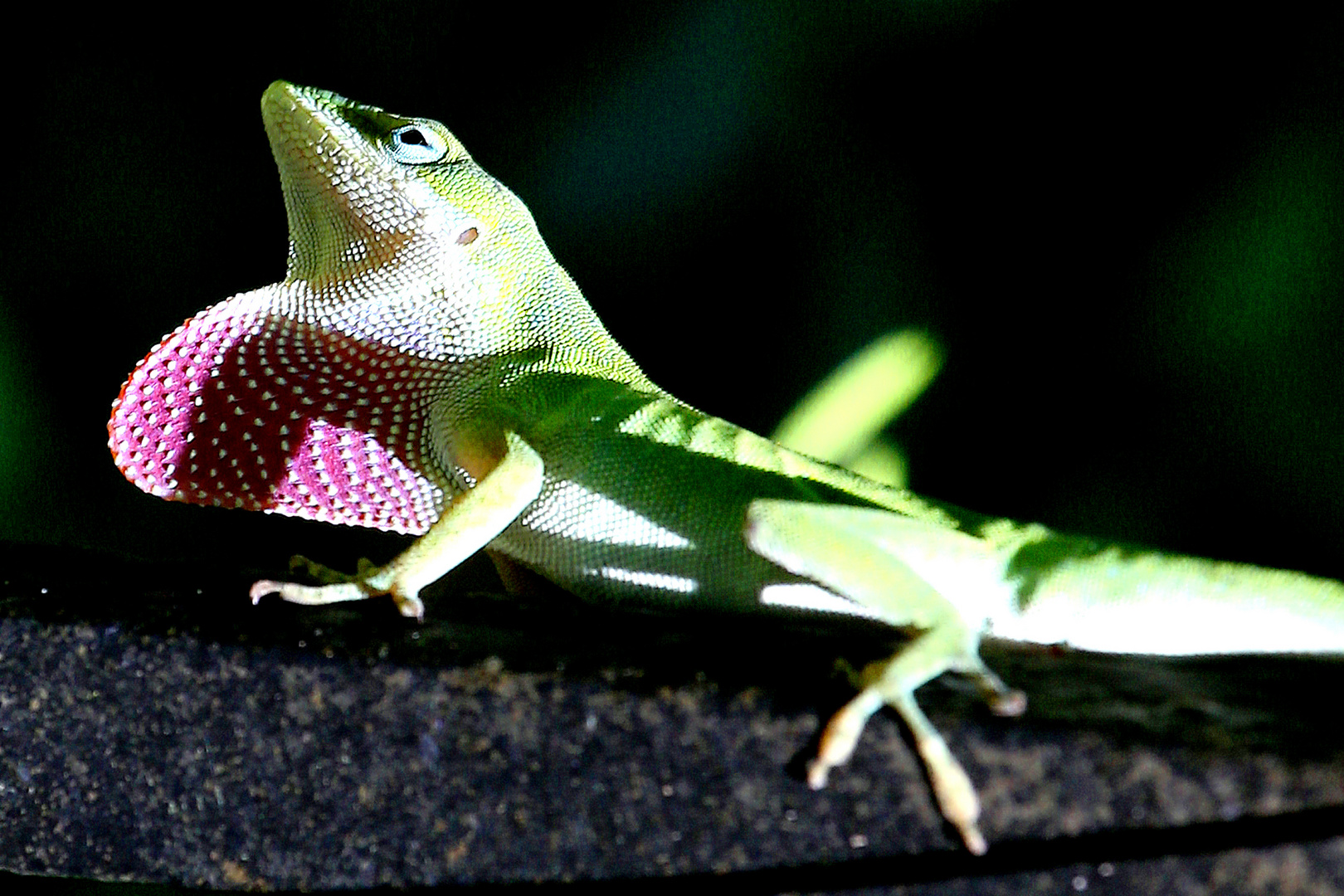 anolis-0757c891-167c-4a02-a05d-94cde79ebee4 Kopie Kopie