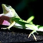 anolis-0757c891-167c-4a02-a05d-94cde79ebee4 Kopie Kopie