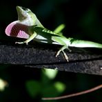 Anolis