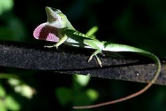 Anolis