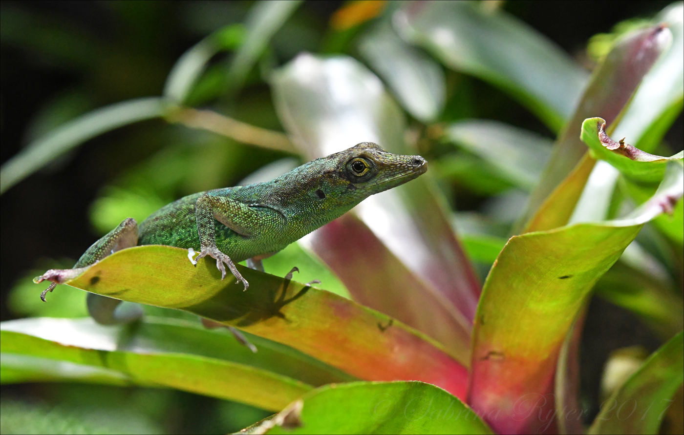 Anolis Foto & Bild tiere, zoo, wildpark & falknerei, amphibien