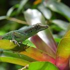 Anolis