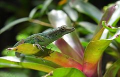 Anolis