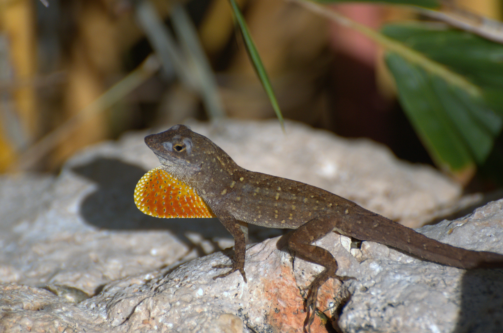 Anolis