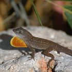 Anolis