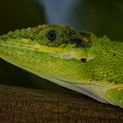 Anolis