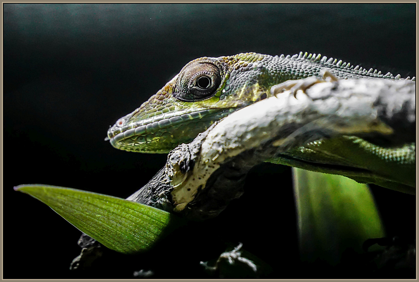 Anolis Foto & Bild natur, portrait, tiere Bilder auf