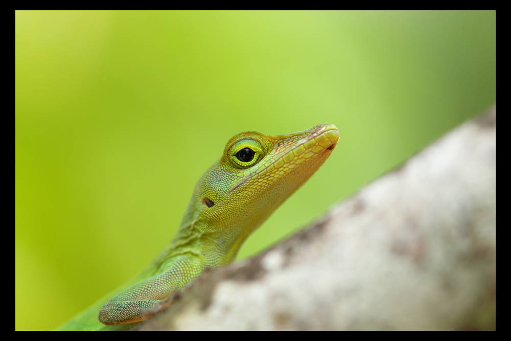 Anolis (2)