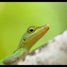 Anolis (2)