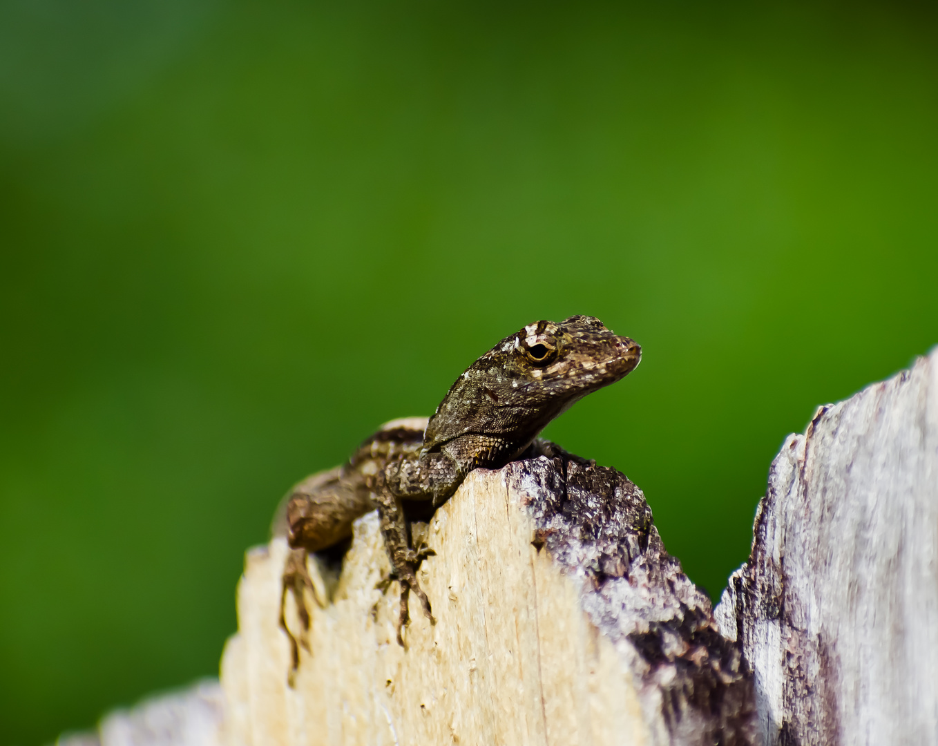 Anolis