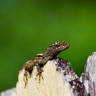 Anolis