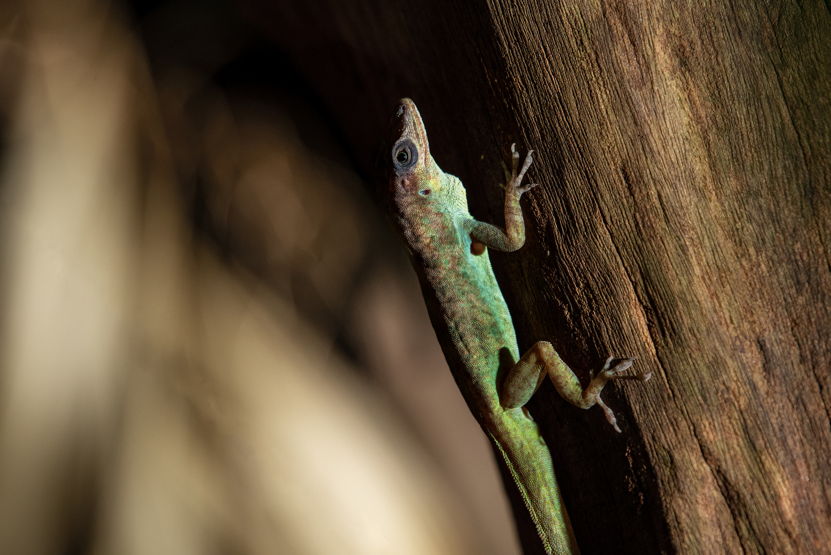 Anolis