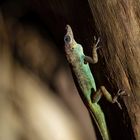 Anolis