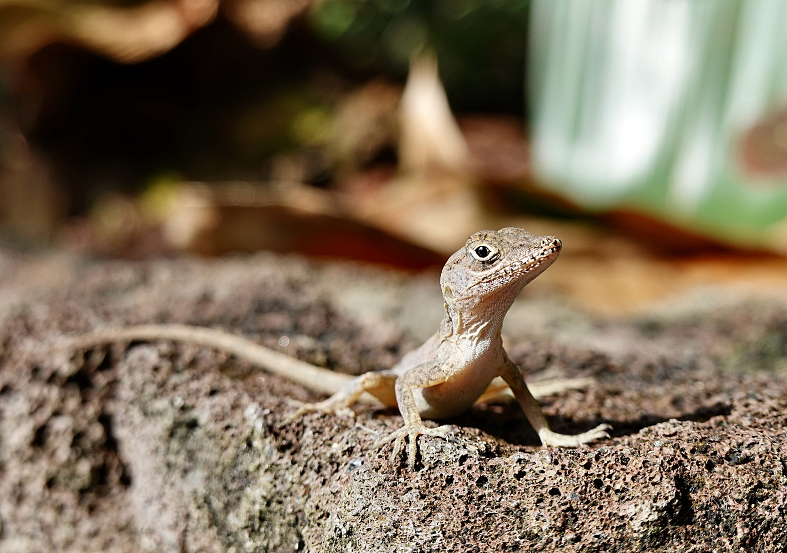 Anolis