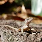 Anolis