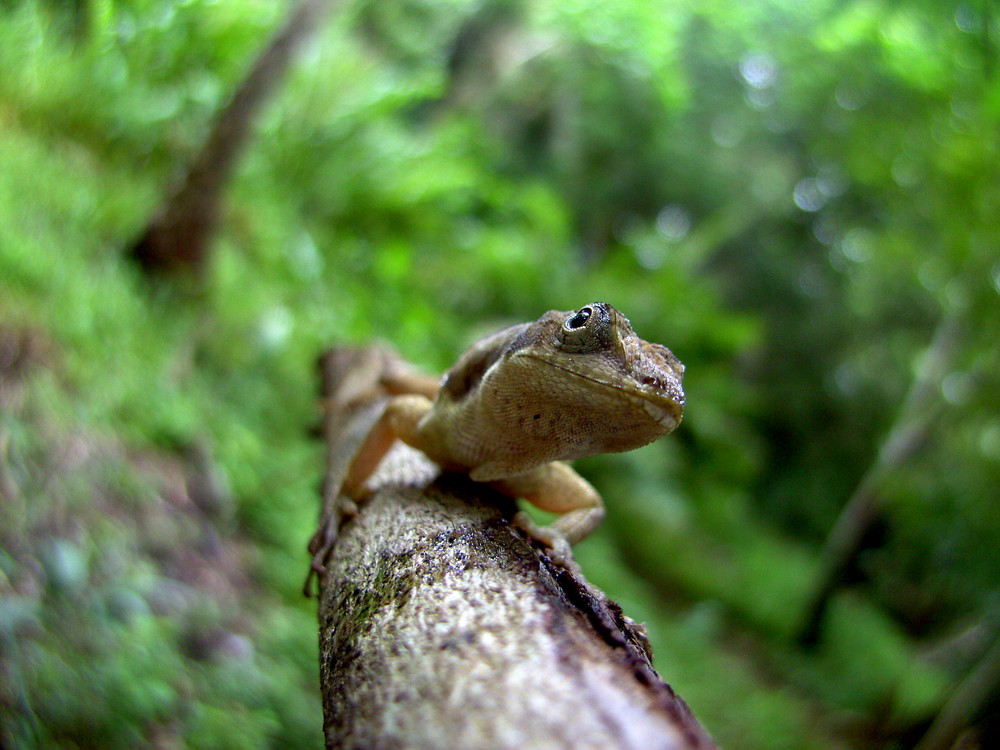 anolis