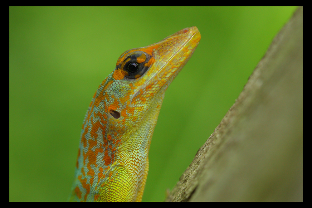 Anolis (3)