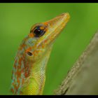 Anolis (3)