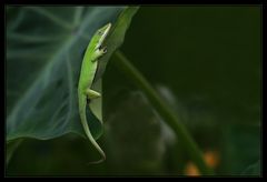 Anolis