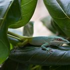 Anolis