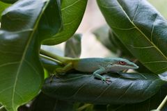 Anolis