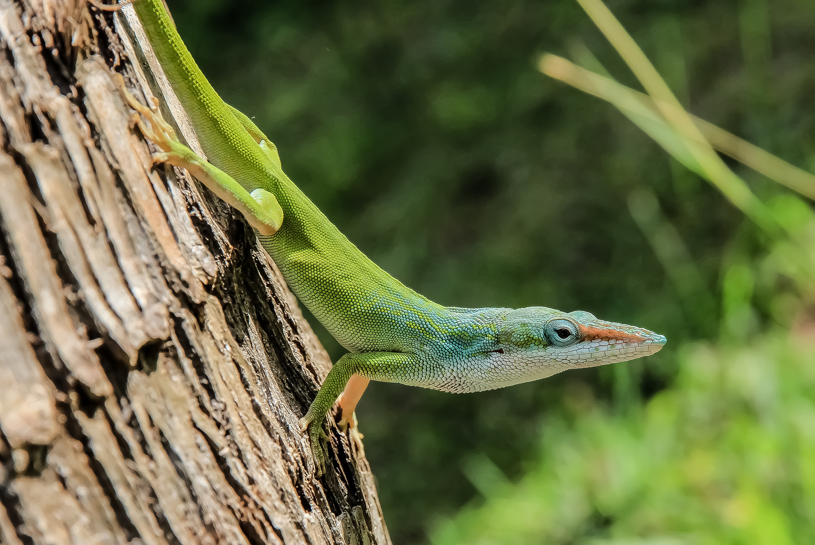 Anolis Foto & Bild natur, tier, motive Bilder auf