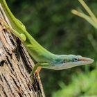 Anolis