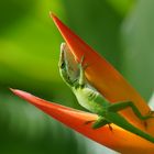 Anolis 