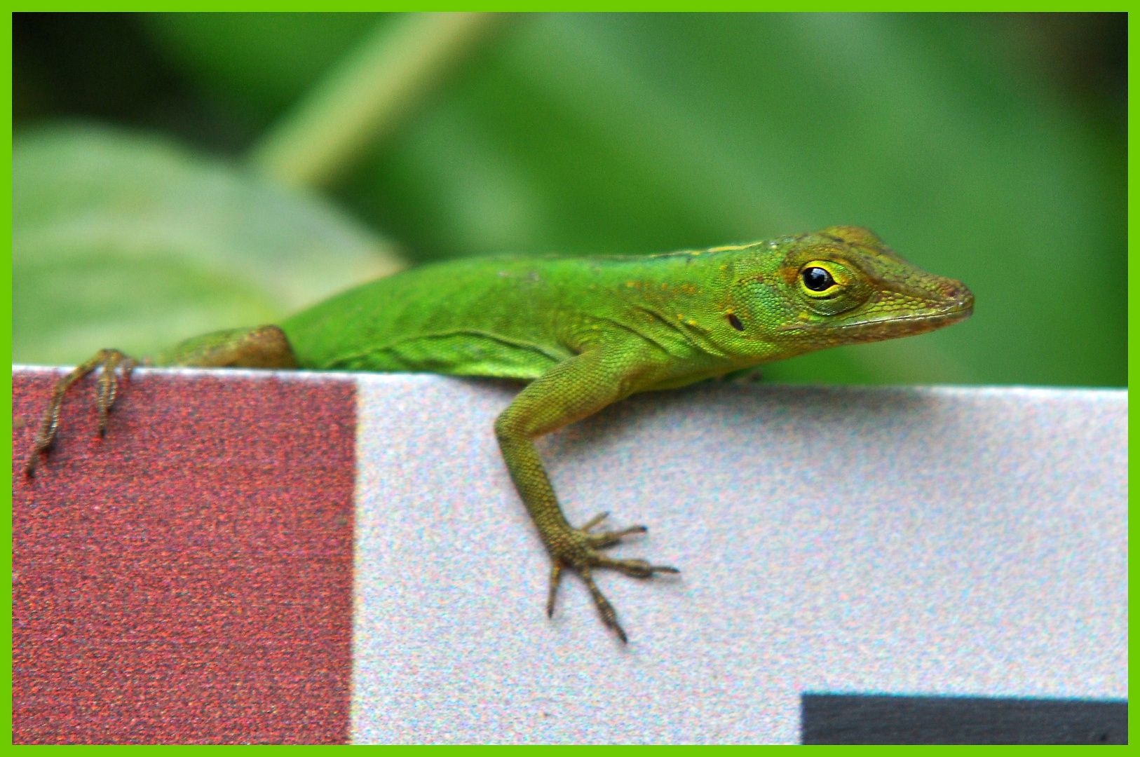 Anolis