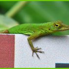 Anolis