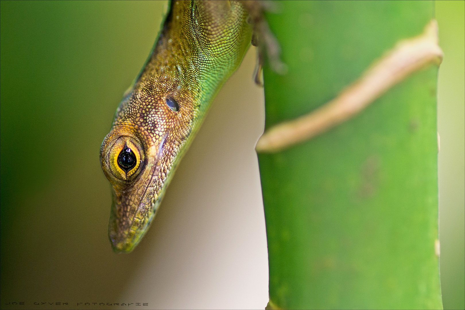 Anolis