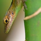 Anolis