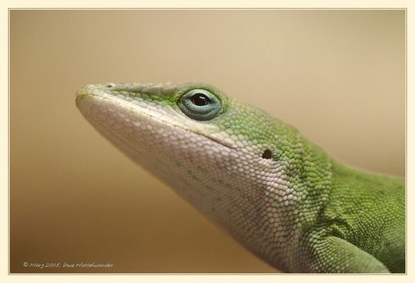 Anolis