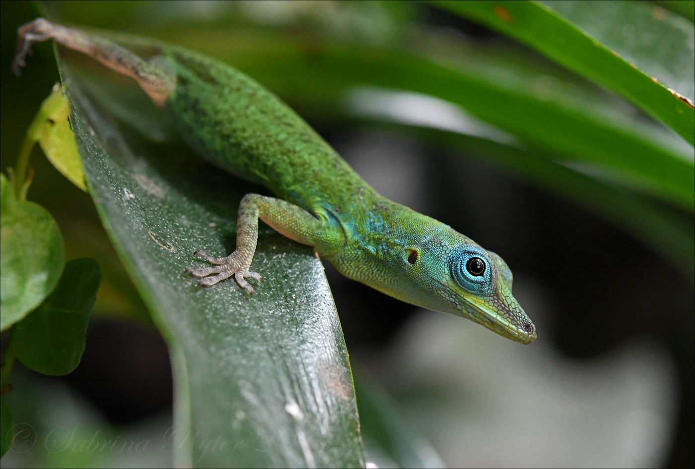 Anolis Foto & Bild nikon, makro, natur Bilder auf